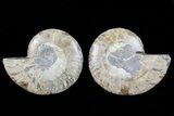 Cut & Polished Ammonite Fossil - Agatized #72928-1